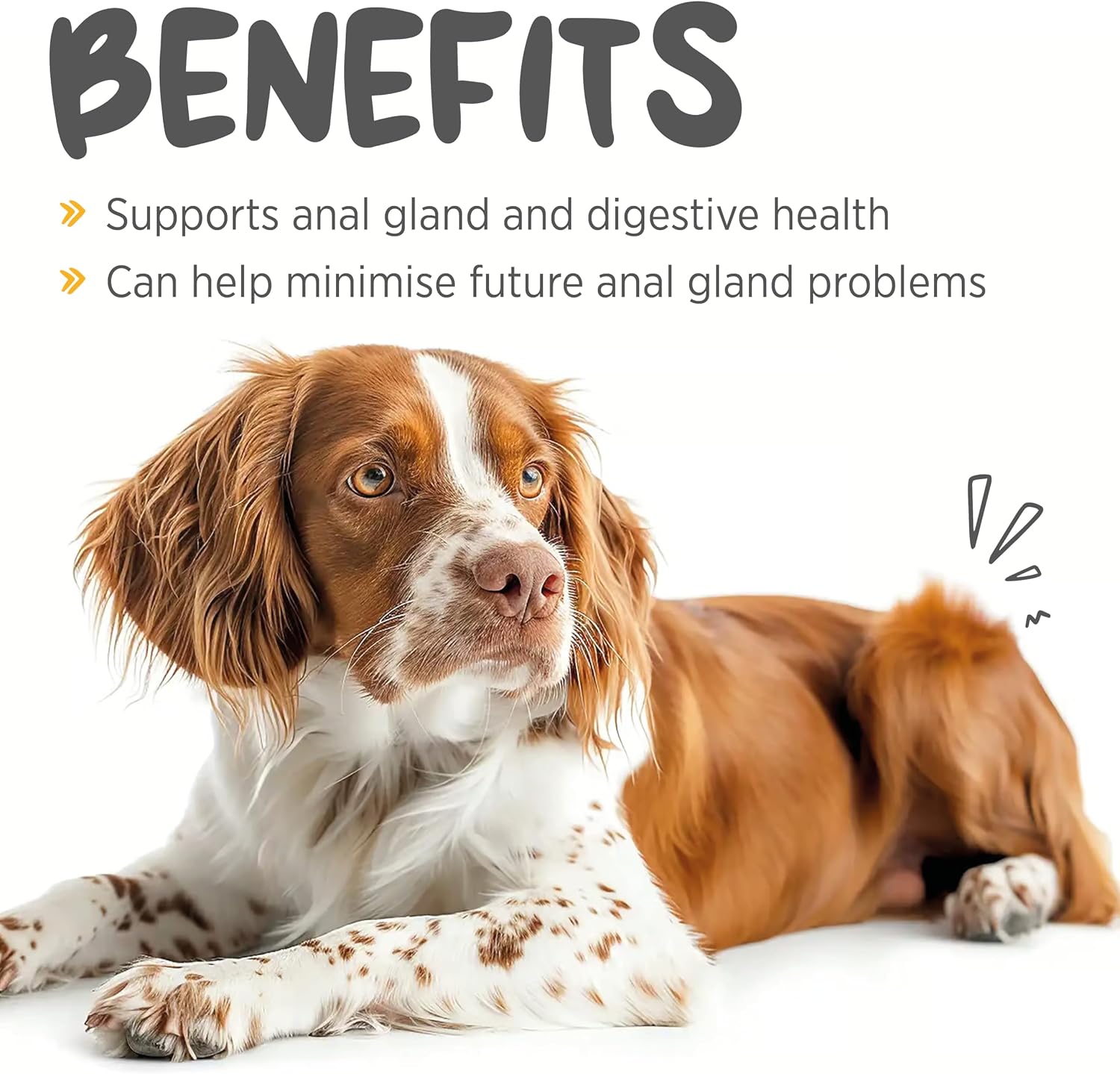 maxxiscoot Apoyo Digestivo y Glandular para Perros - Suplemento en Polvo Natural para la Calidad de las Heces y la Salud Intestinal - 141g