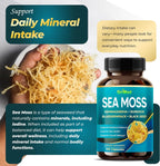 Premium Sea Moss with Ashwagandha, Burdock Bladderwrack, Black Seed for Immune System, Skin, Digestion & Energy (150 Count)
