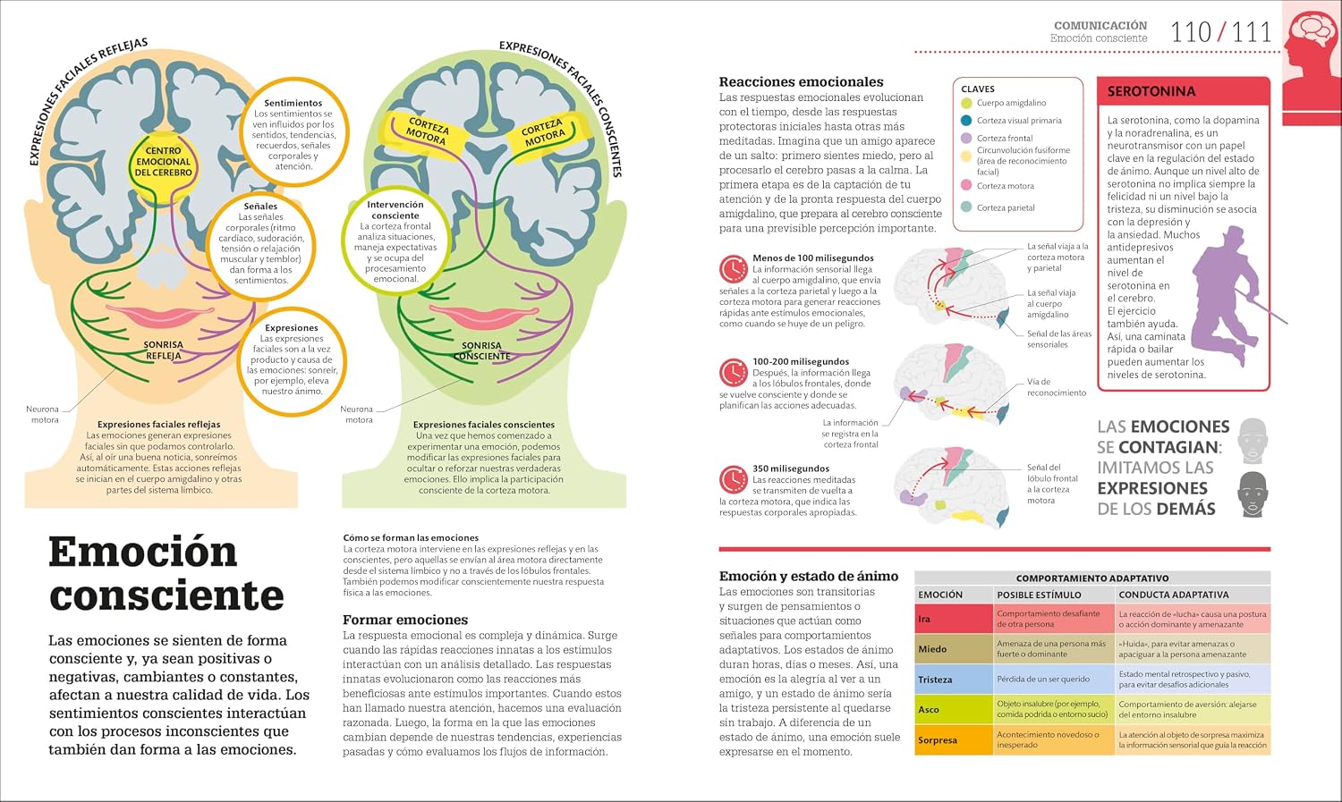 Cómo funciona el cerebro (How the Brain Works) (DK How Stuff Works)