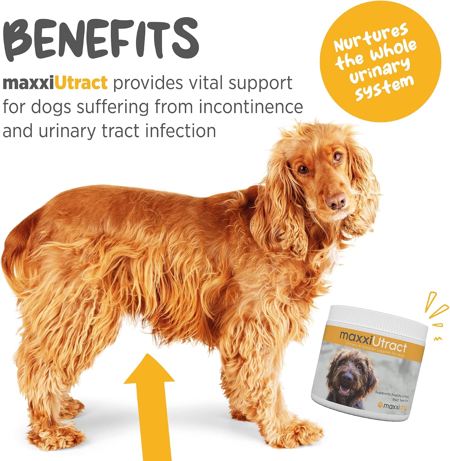 maxxiUtract Apoyo Urinario y Vesical para Perros - Suplemento Natural en Polvo con D-Manosa y Arándano - 150 g