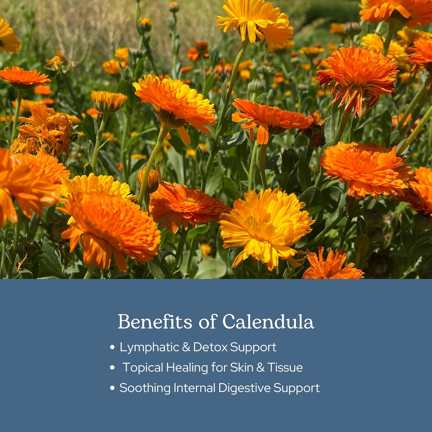 Eclectic Herb - Freeze-Dried Calendula Capsules - 90 Capsules (250 mg)