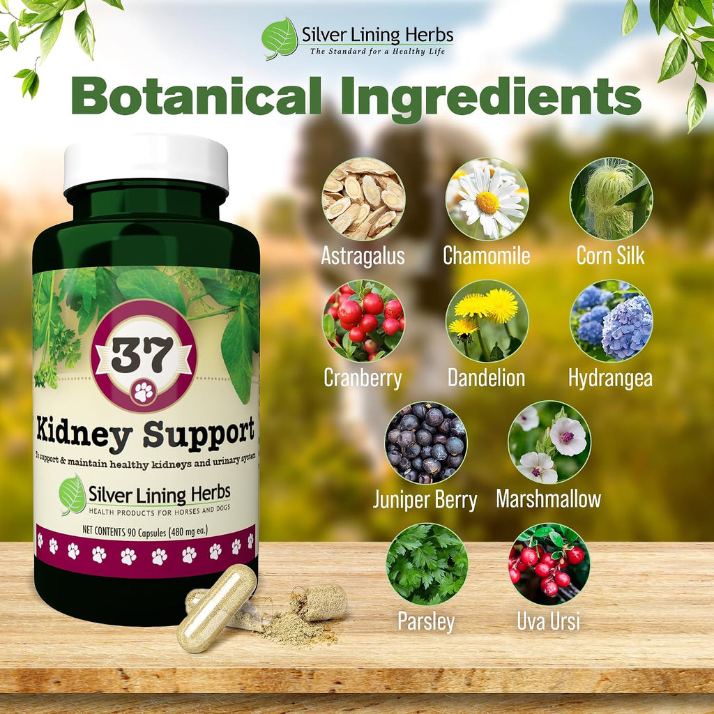 Kidney Support for Dogs – Canine Herbal Supplement for Kidneys and Bladder – 90 Capsules