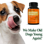 FlexxiJoints Omega-3 para Perros - Aceite de Mejillón de Labios Verdes (60 Cápsulas Blandas)