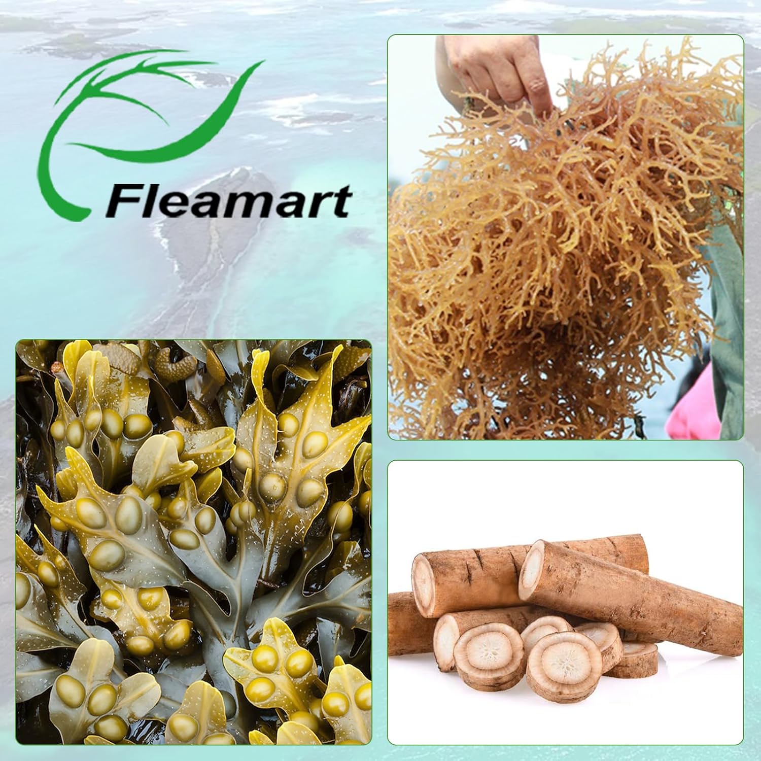 Cápsulas de Irish Sea Moss con Bladderwrack y Burdock Root - 120 Cápsulas (2 Envases) | Fleamart