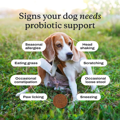 PetLab Co. Probióticos para Perros - Sabor – Calabaza: Fuente natural de fibra que ayuda a regular el tránsito – Image 7