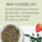 Estafiate (Mugwort) 8 oz - Evergreen Herbs