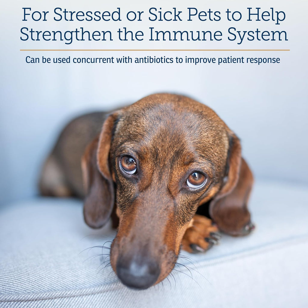 Rx Vitamins Immuno Support: Apoyo Inmunológico para Perros y Gatos - 60 cápsulas con Shiitake, Arabinogalactano y Luteína