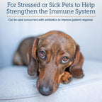 Rx Vitamins Immuno Support: Apoyo Inmunológico para Perros y Gatos - 60 cápsulas con Shiitake, Arabinogalactano y Luteína