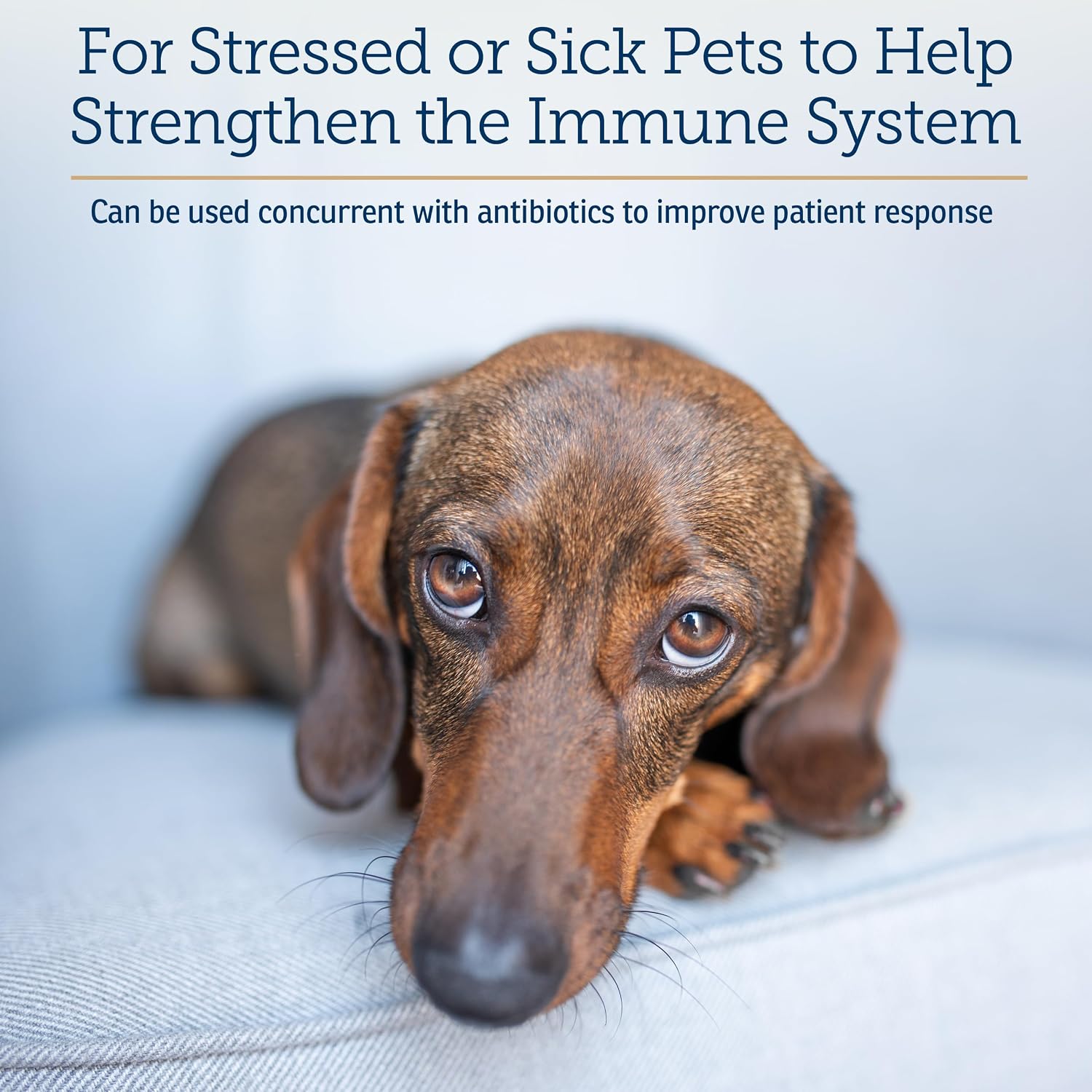 Rx Vitamins Immuno Support: Apoyo Inmunológico para Perros y Gatos - 60 cápsulas con Shiitake, Arabinogalactano y Luteína