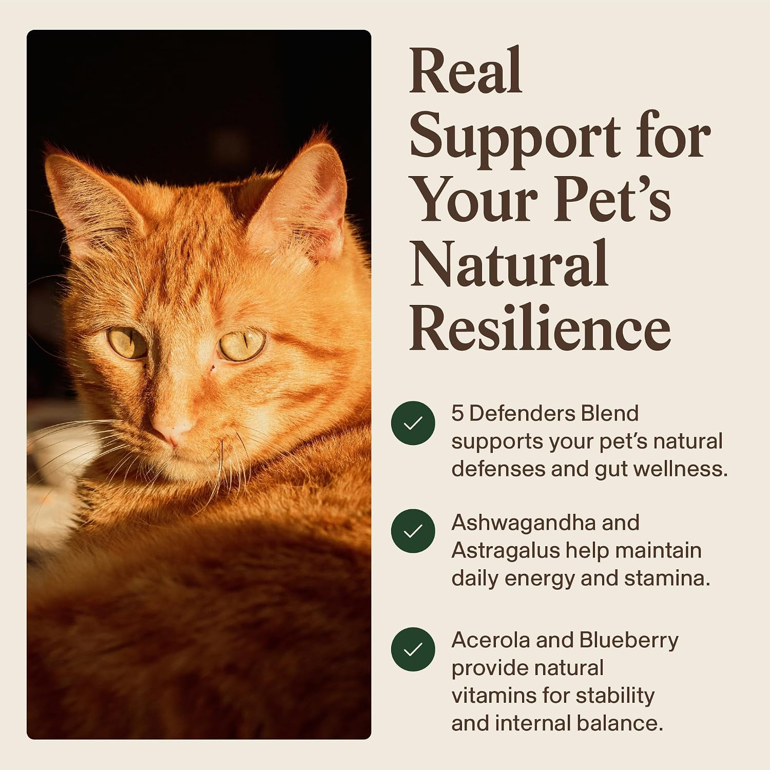 Real Mushroom Immune Pet Chews – Masticables de hongos para perros y gatos (60 uds)