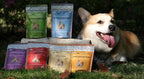 Extracto de Cordyceps para Perros y Gatos – 25%+ Beta Glucanos – Cuerpo Fructífero – 250 Dosis