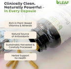 B’Leaf Nature Berberina Phytosome, 120 Cápsulas – 1100 mg de Berberina para el Apoyo Metabólico y Cardiovascular – Vegano, Sin Gluten, No-GMO