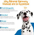 Pet Wellbeing Adrenal Harmony Chewies para Perros - Apoyo Suprarrenal y Equilibrio de Cortisol con Ashwagandha y Bacopa - Certificado NASC y Formulado por Veterinarios - 90 Chews Blandos