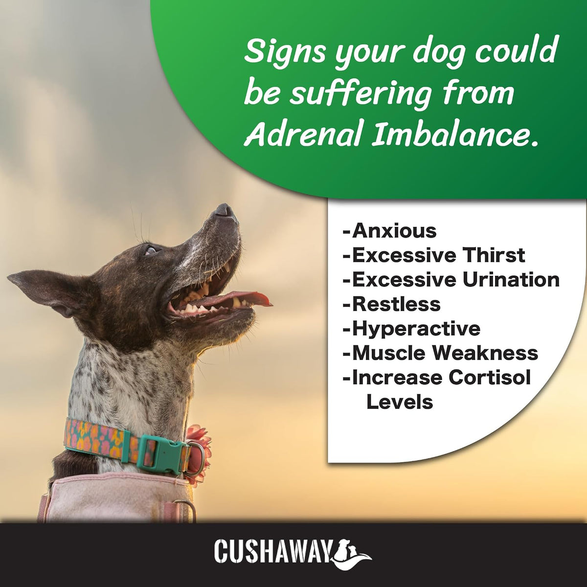 Cush Away - Suplemento Nutricional Natural para Perros – Image 5