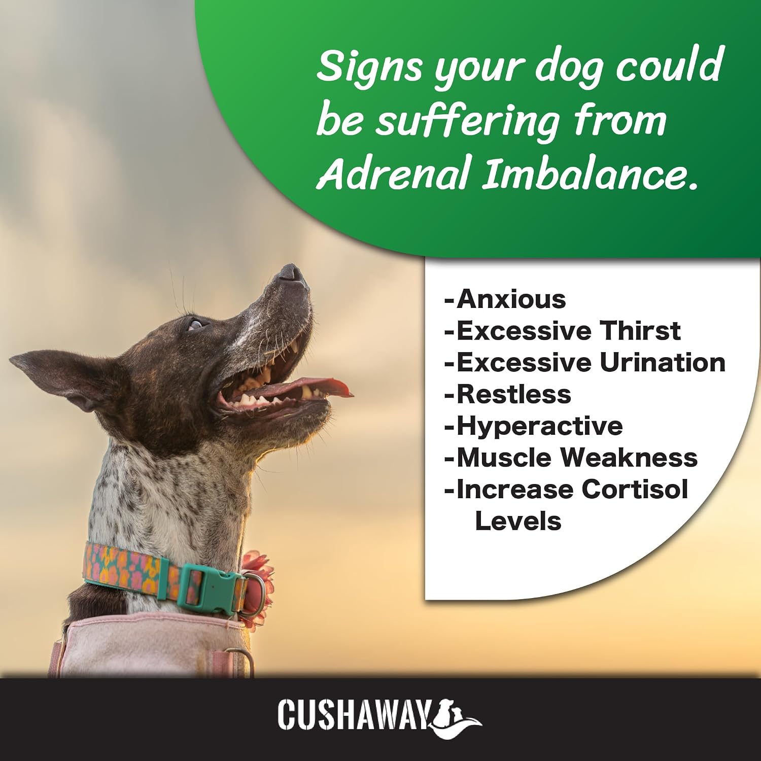 Cush Away - Suplemento Nutricional Natural para Perros