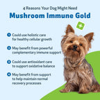 Pet Wellbeing Mushroom Immune Gold para Perros - Apoyo Inmunológico Complementario con Hongos Funcionales Reishi, Maitake y Cola de Pavo - Certificado NASC y Formulado por Veterinarios - 236 ml Fórmula Líquida