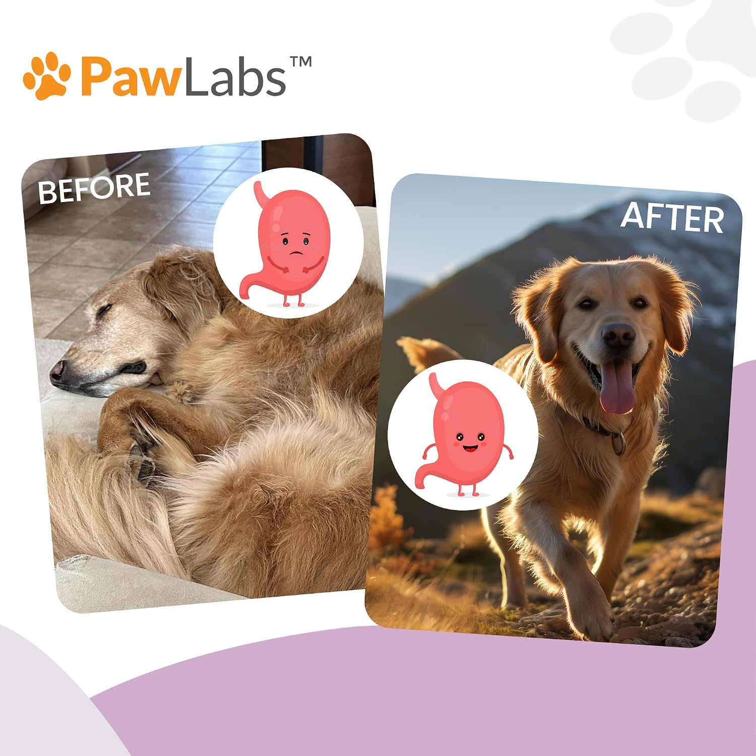 Gut Max Probiotic Chews - Masticables digestivos e inmunitarios para perros con BC30™ - Sabor a pato - 90 unidades