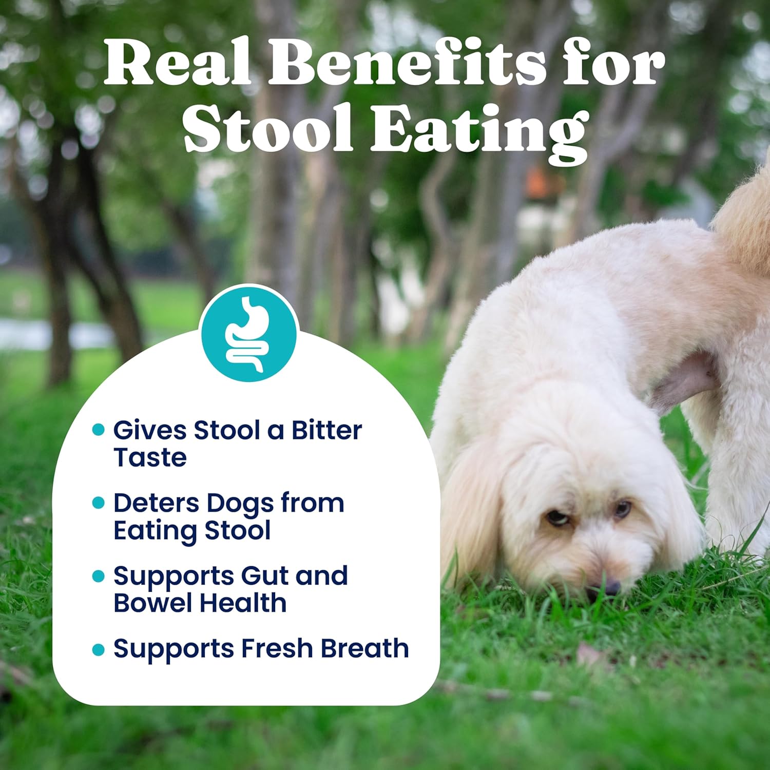 Solid Gold No Poo Chews para Perros - Deterrente de Coprofagia - 60 Masticables