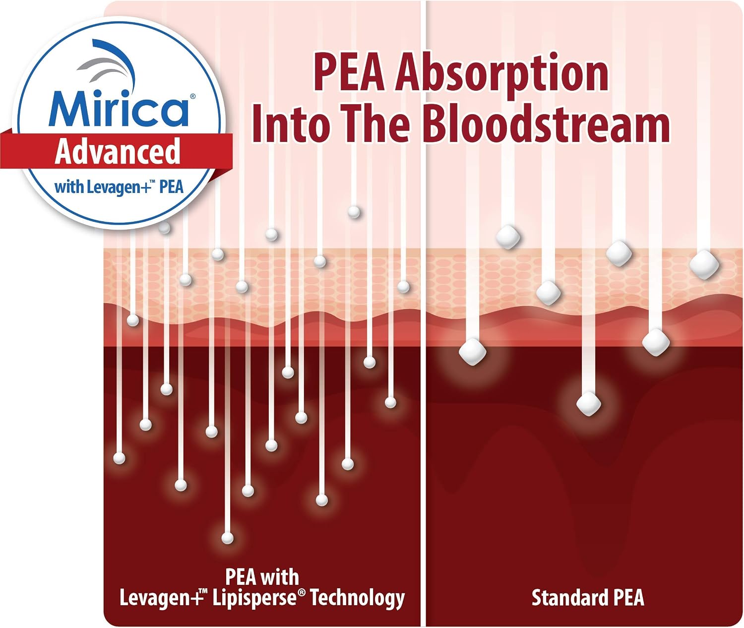Mirica Advanced - 60 Cápsulas de Alta Absorción con PEA, Luteolina y Polidatina