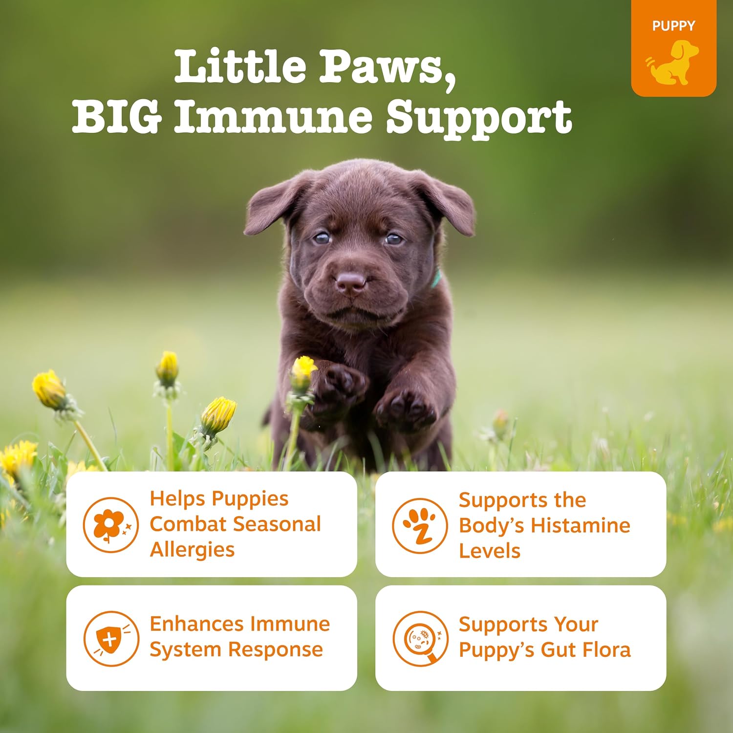 Zesty Paws Puppy Allergy Immune Bites - Masticables para alergias caninas, probióticos para picor de piel y oídos, sabor cordero, 90 unidades