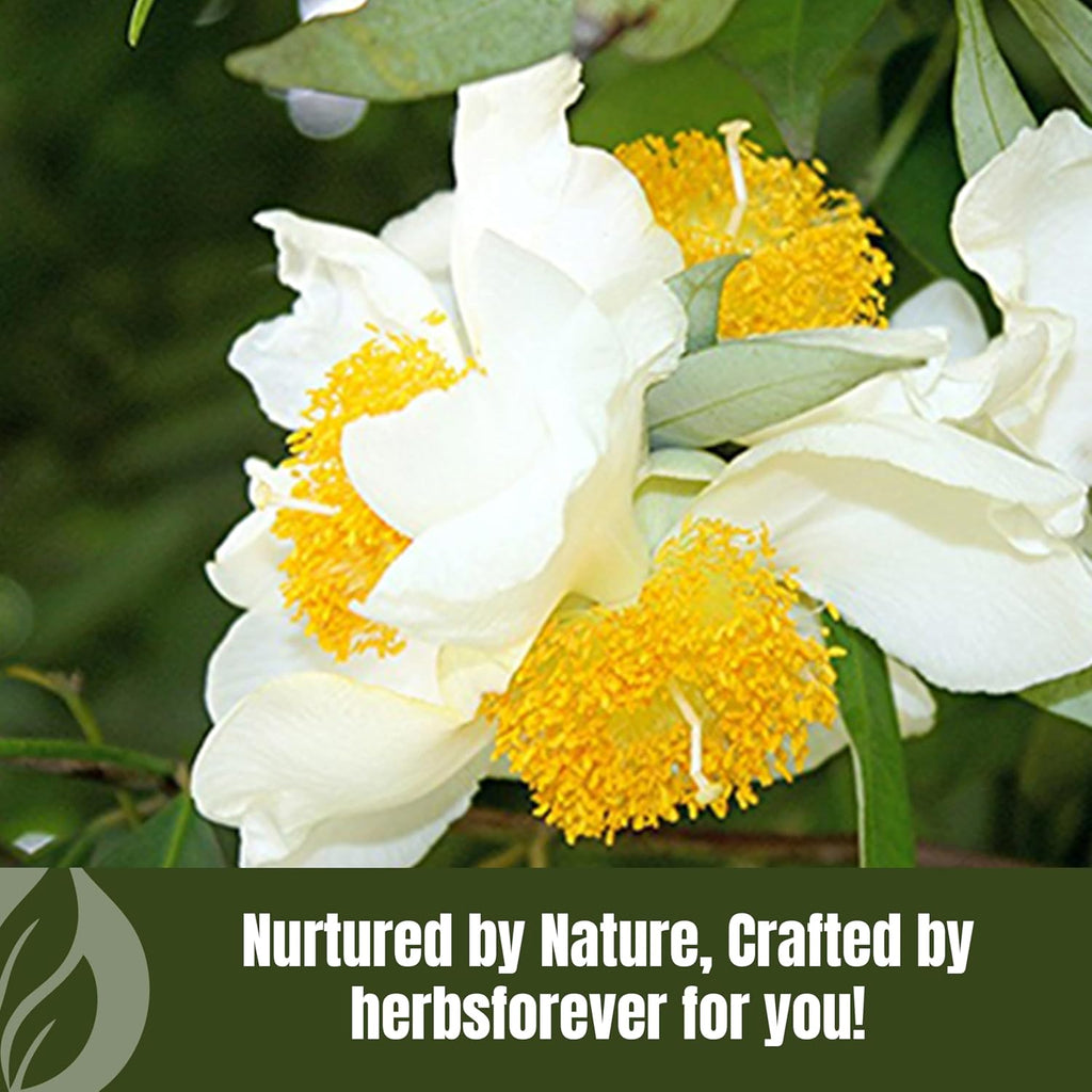 Nagkesar (Mesua Ferrea) Flower Pod Powder - Wild Harvested, Non-GMO, Steam Treated - 16 oz (1 lb)