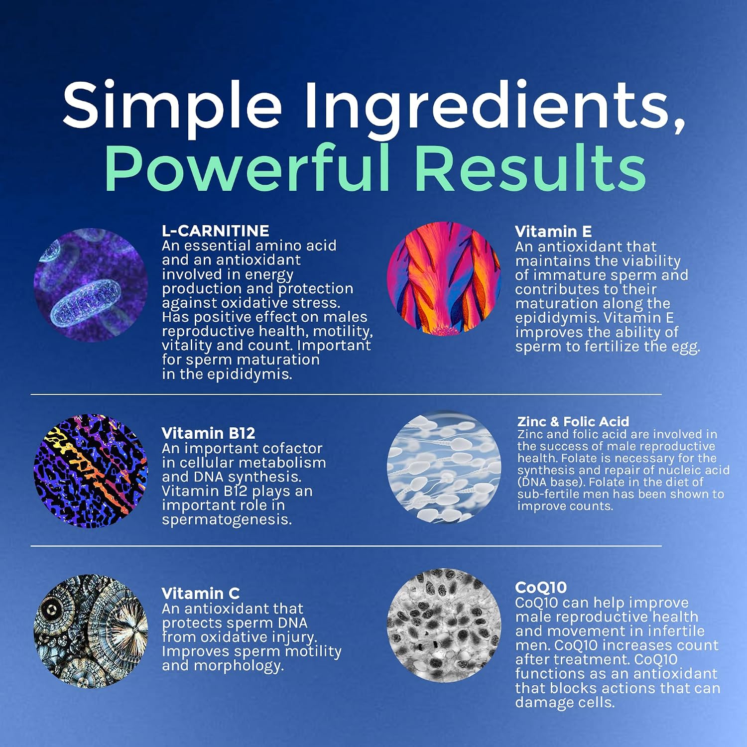 Medfertil for Men - Complemento alimenticio para hombres con carnitina, Co-Q10, selenio, zinc y vitaminas (30 comprimidos)