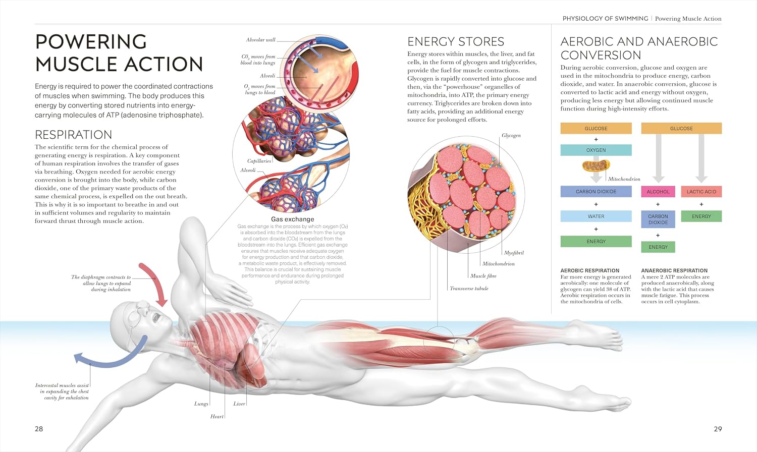 Science of Swimming: Transform Your Stroke, Improve Strength, Revolutionize Your Training (The Science of Fitness)