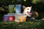 Complejo de Hongos para Perros y Gatos – 25%+ Beta-Glucanos – Mezcla de Extractos de Cuerpos Fructíferos (Cola de Pavo, Reishi, Maitake, Shiitake) – Apoyo Inmunitario y Digestivo – Sin Micelio, Sin Rellenos – 250 Servicios