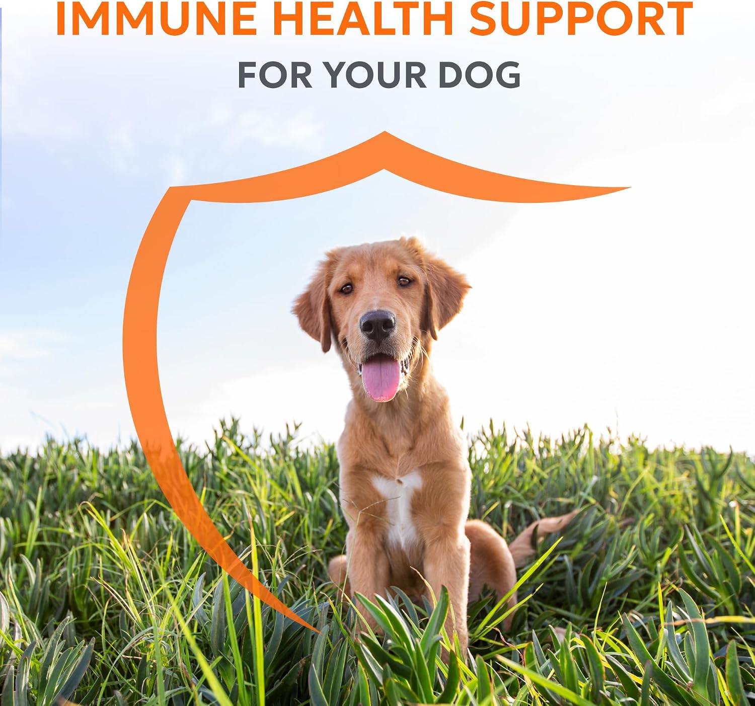 Nutramax Imuquin Suplemento de Apoyo Inmunitario en Polvo para Perros, con Beta Glucanos, Lípidos Marinos, Vitaminas y Minerales, 30 Sobres