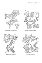 Usos Medicinales y Otros de las Plantas Norteamericanas: Un Estudio Histórico con Especial Referencia a las Tribus Indias Orientales