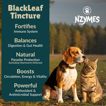 BlackLeaf Tincture para Mascotas – Pack de 2 – Nogal negro (Juglans nigra): es una fuente concentrada de yodo – Image 2