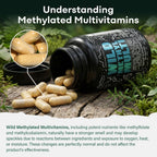 Wild Methylated Multivitamin for Women & Men | Multivitamínico Diario Metilado Sin Hierro | 60 Cápsulas