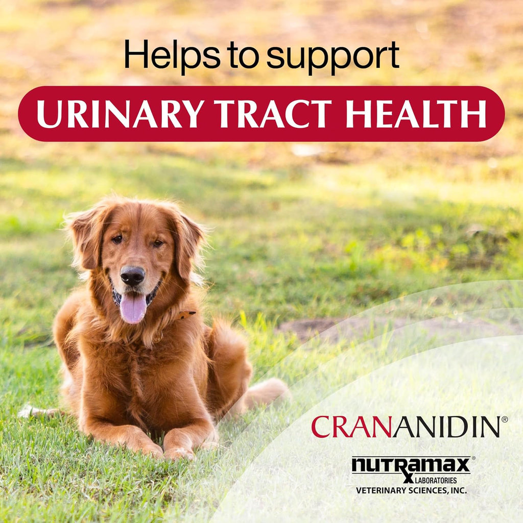 Nutramax Crananidin for Dogs - Cranberry Supplement for Urinary Health - Chewable Tablets, 75 Count