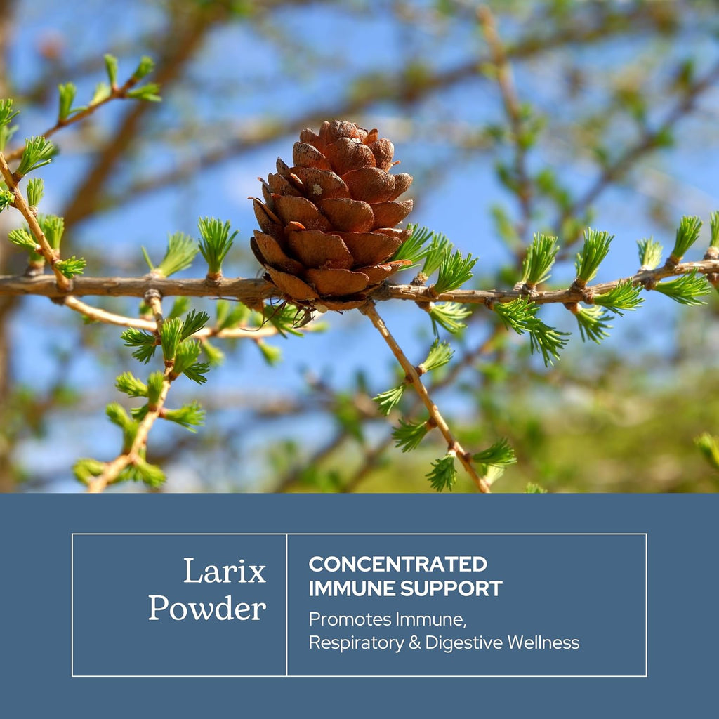 Eclectic Herb Organic Larch Powder | Natural Immune System and Gut Health Support | Larix laricina | Vegan, Gluten-Free, Non-GMO (85 g)
