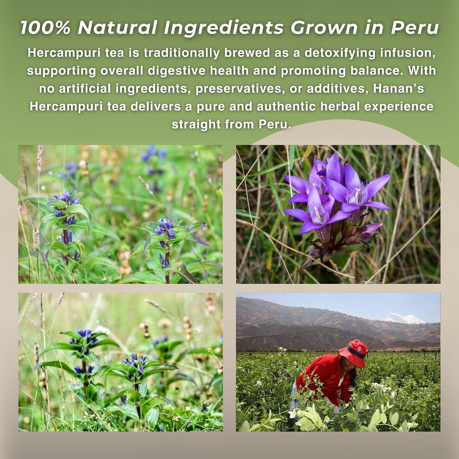 Hanan Peruvian Secrets Hercampuri - 100% Natural Gentianella Alborosea 40g - Infusión Depurativa