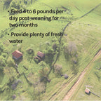New Country Organics | Pienso con 16% de Proteína para Cerdos en Crecimiento | Sin Soja | Ecológico y No Transgénico | 18 kg
