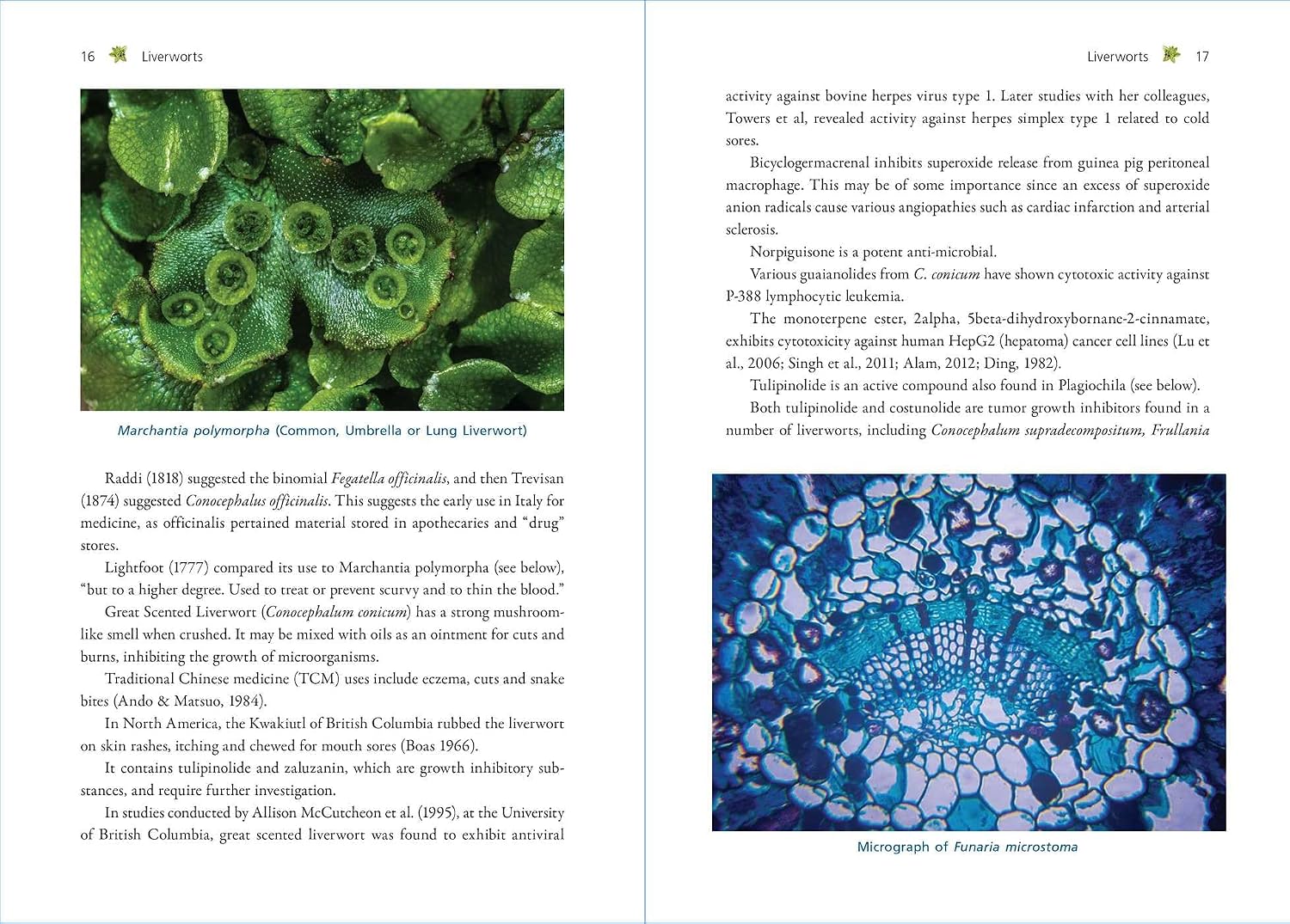Moss Medicine: Indigenous Wisdom and Modern Pharmacology