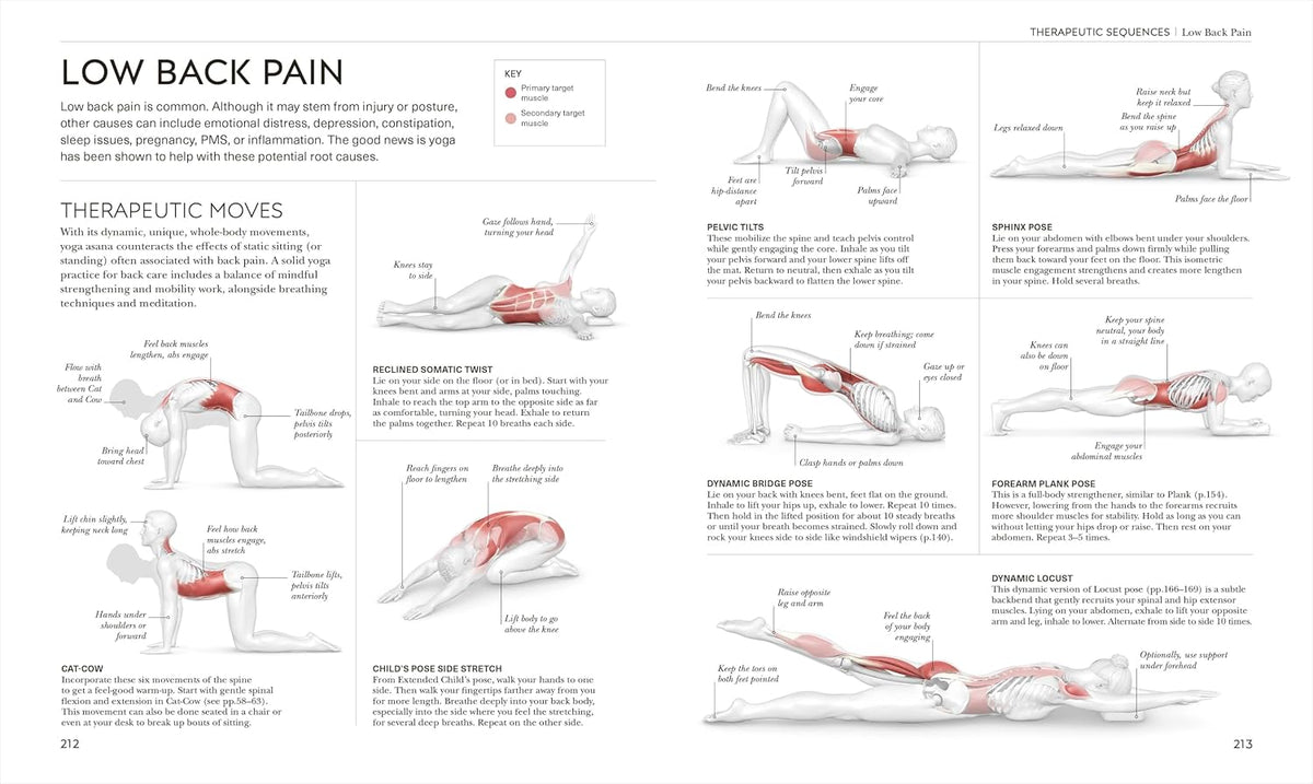 Science of Yoga: Understand the Anatomy and Physiology to Perfect Your Practice (The Science of Fitness) – Image 7