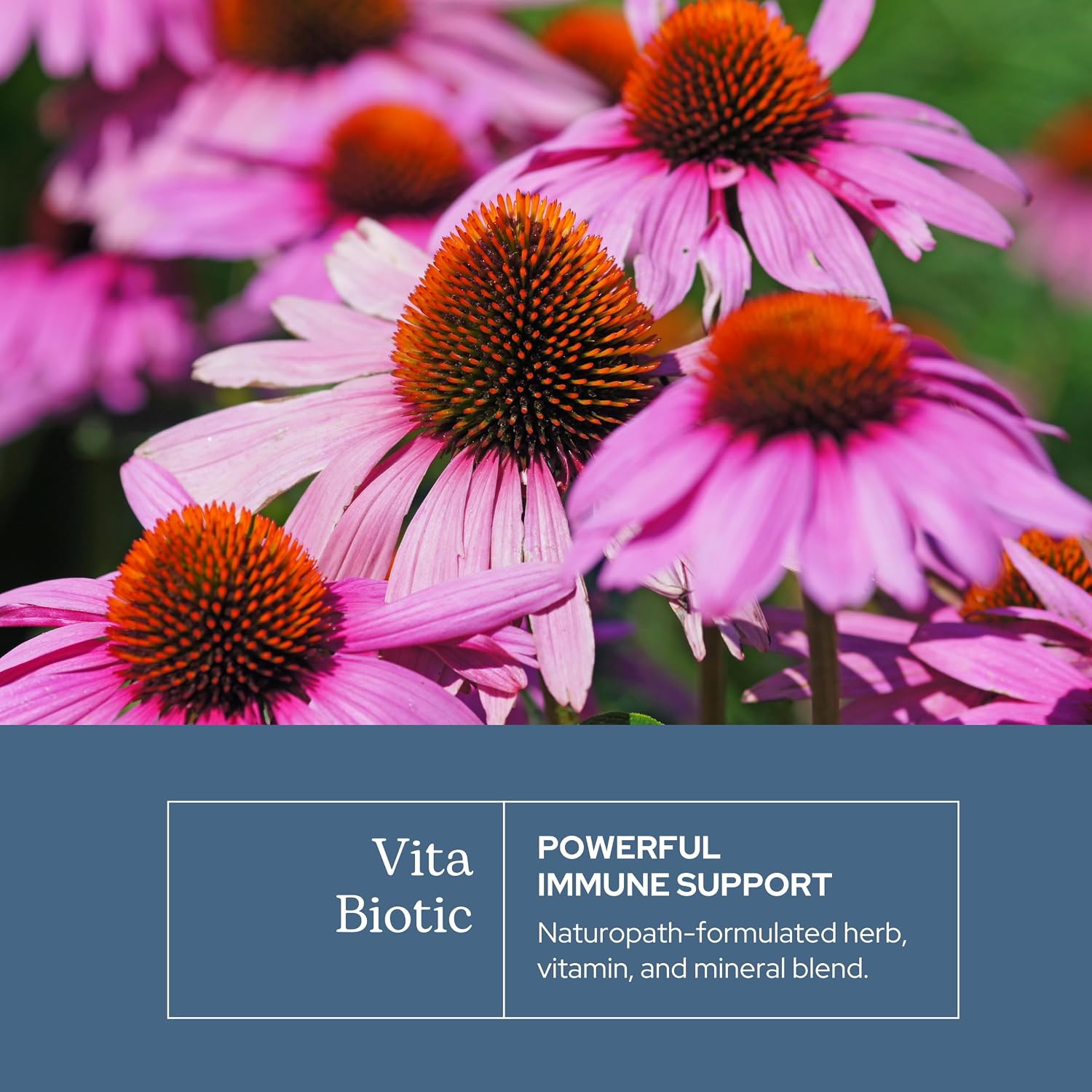Eclectic Herb Vitabiotic Orgánico - Cápsulas de Apoyo Inmunológico (150 cápsulas, 750 mg)