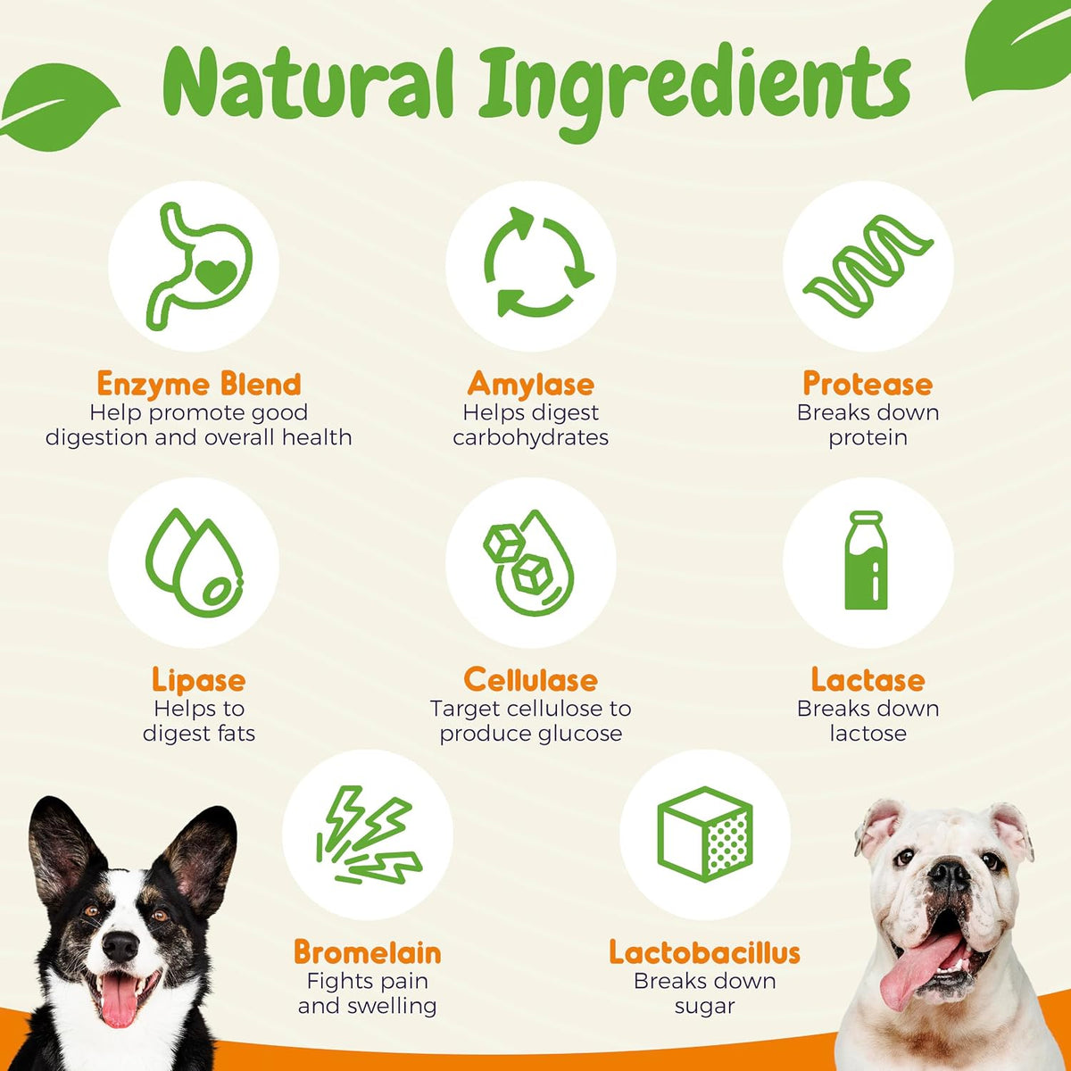 INNER PAW Probióticos para Perros con – Digestión saludable: Las enzimas digestivas y los probióticos pueden – Image 5