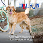 Nutramax Cobalequin B12 para perros - Suplemento de cobalamina con folato - para perros de más de 10 kg - Comprimidos masticables - 45 unidades