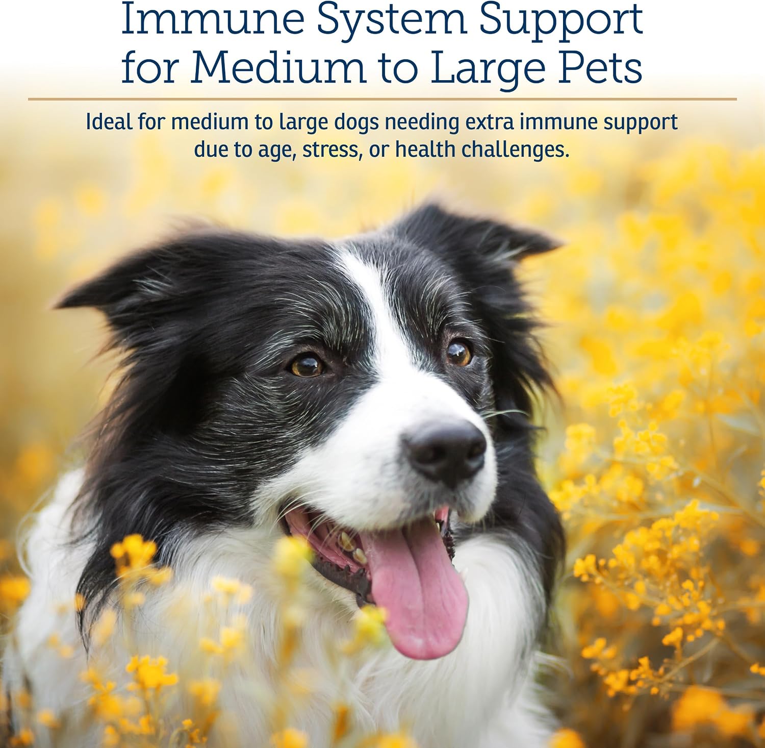Rx Vitamins GlucaMune Forte - Immune Support Supplement with Beta Glucan for Dogs and Cats - Strengthens Natural Defenses for Overall Health - 60ct