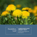 Eclectic Herb - Cápsulas de Hoja de Diente de León Orgánica Liofilizada | 90 Cápsulas, 200 mg