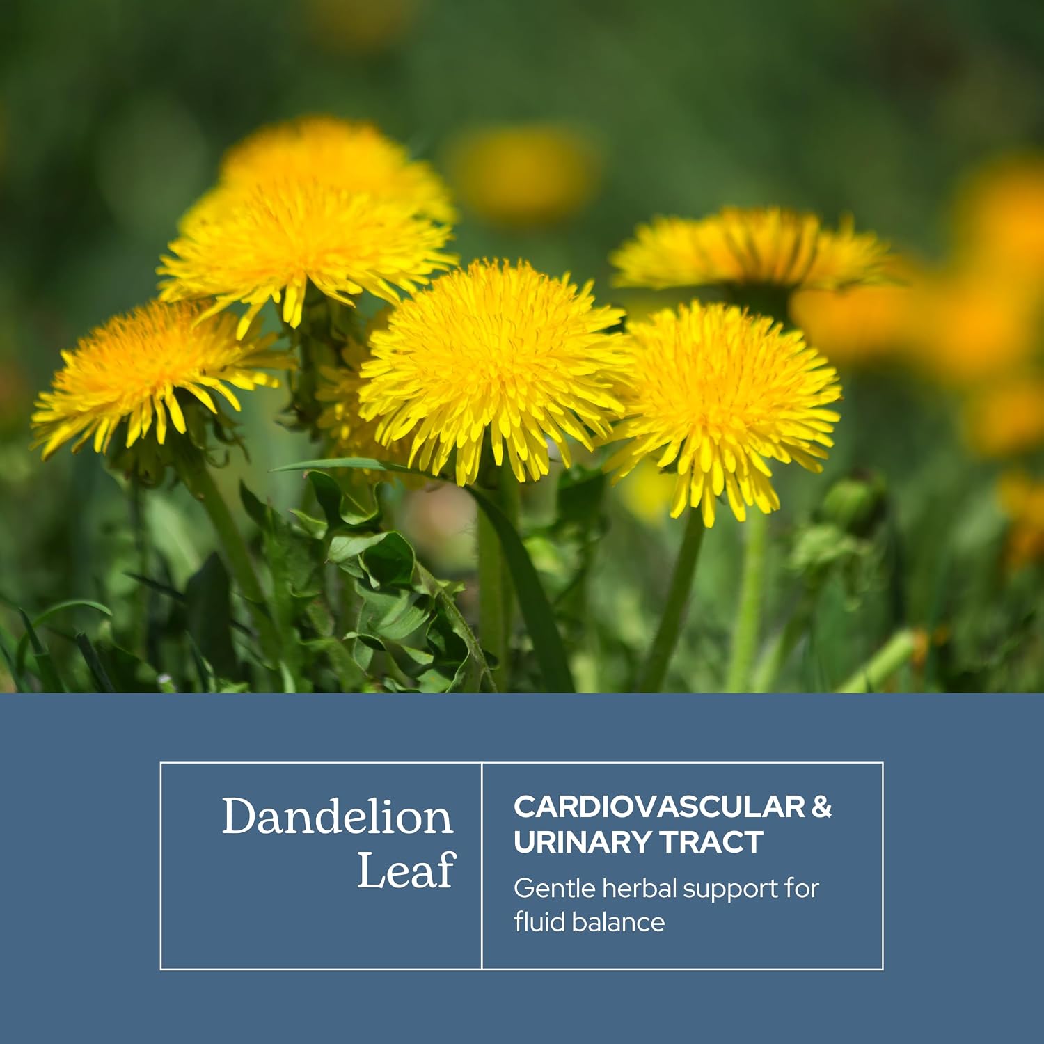 Eclectic Herb - Cápsulas de Hoja de Diente de León Orgánica Liofilizada | 90 Cápsulas, 200 mg