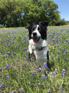 Life Balance Dog Tabs - Multivitamínico para perros con probióticos y enzimas