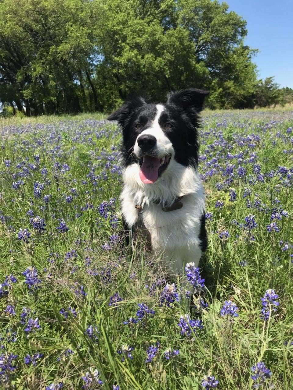 Life Balance Dog Tabs - Multivitamínico para perros con probióticos y enzimas