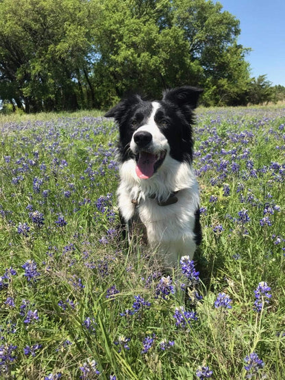 Life Balance Dog Tabs - Multivitamínico para – Minerales: Una mezcla de minerales esenciales que participan en – Image 2