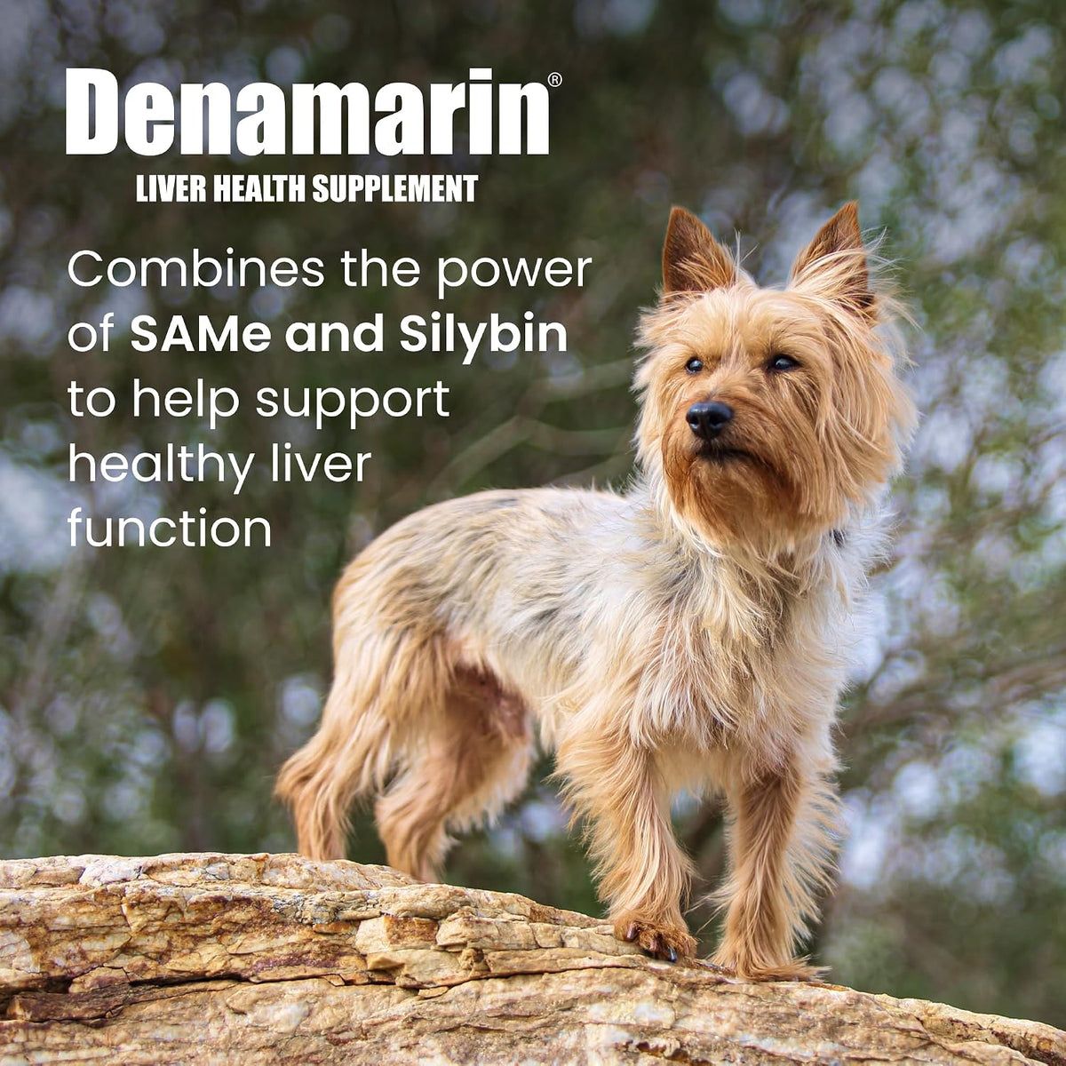 Nutramax Denamarin para Perros y Gatos – Silibina : principio activo del cardo mariano con propiedades – Image 2