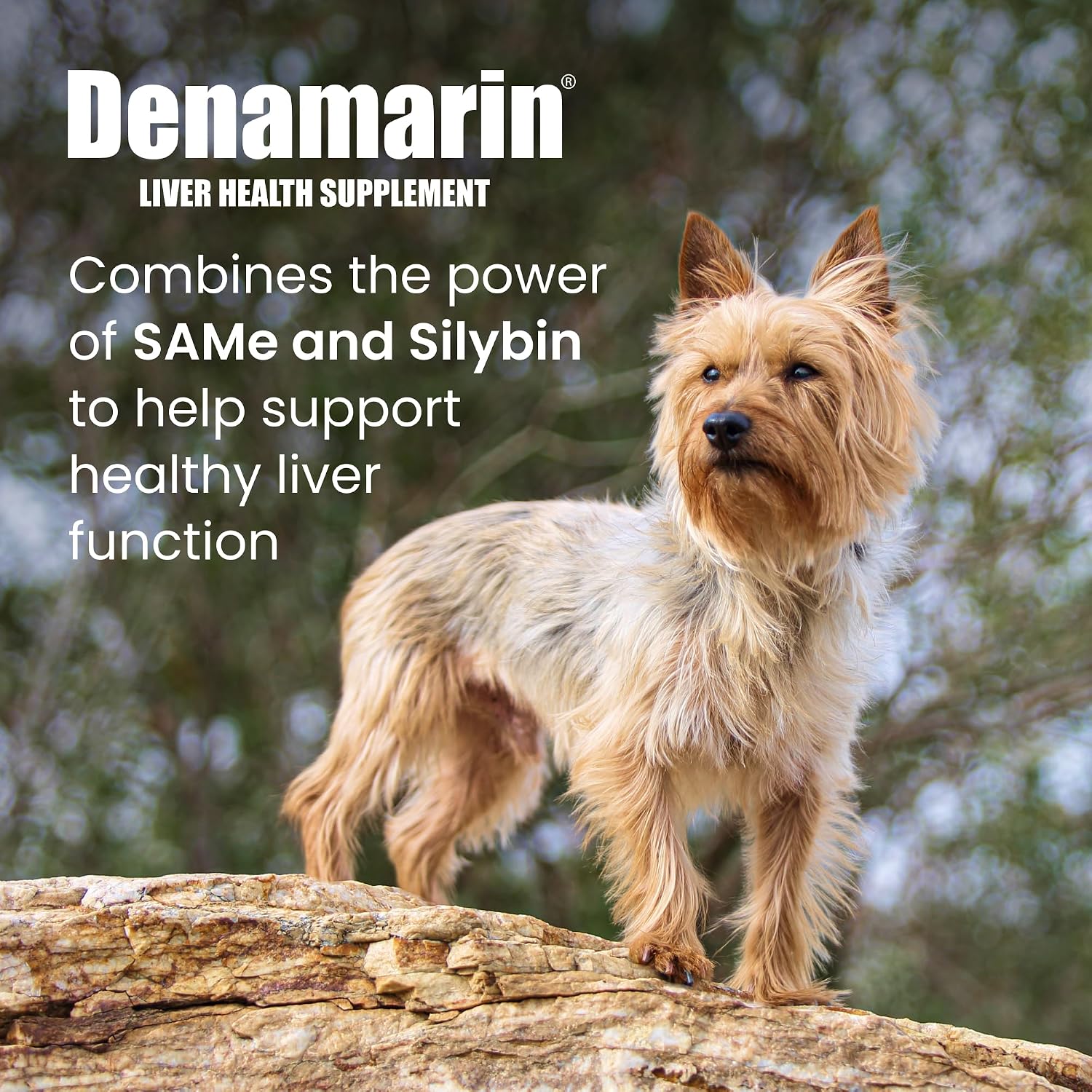 Nutramax Denamarin para Perros y Gatos Pequeños - Suplemento Hepático con SAMe y Silibina, 30 Comprimidos Recubiertos