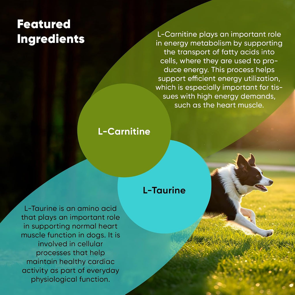 Rooted Owl® Cardio Support para Perros - L-Carnitina y Taurina - 60 Cápsulas Veganas